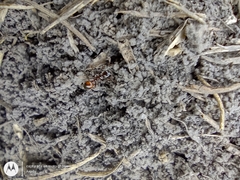 Formicidae