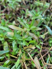 Ludwigia repens