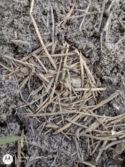 Formicidae