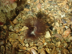 Acromegalomma vesiculosum