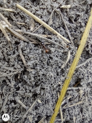 Formicidae