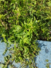 Atriplex prostrata