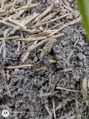 Formicidae