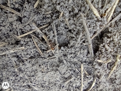 Formicidae
