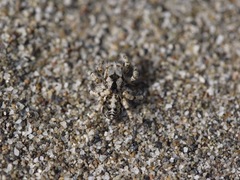 Habronattus amicus