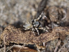 Habronattus amicus