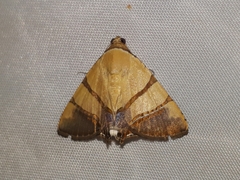 Eulepidotis juncida