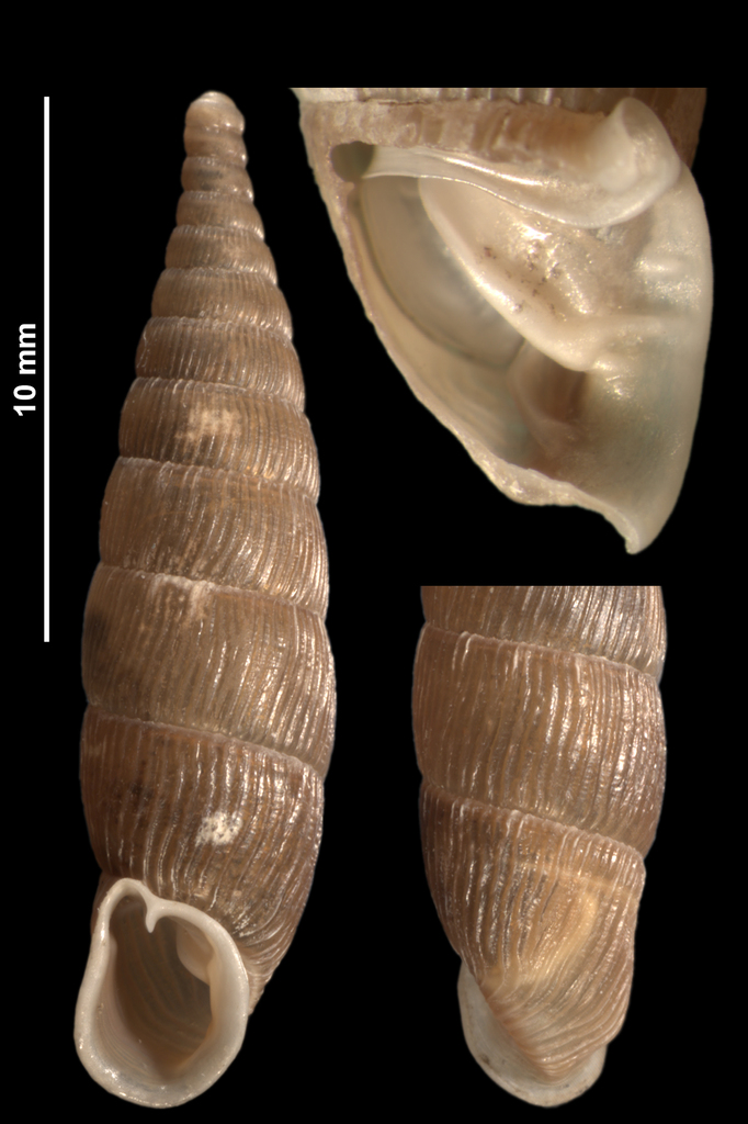 ventricose door snail