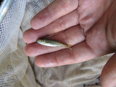 Clinostomus funduloides