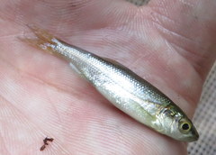 Clinostomus funduloides