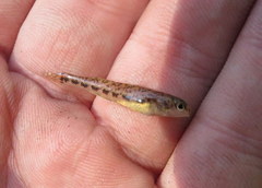 Etheostoma duryi
