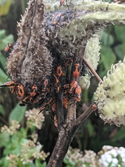 Oncopeltus fasciatus
