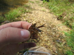 Faxonius yanahlindus