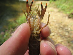 Faxonius yanahlindus