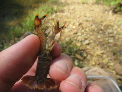 Faxonius yanahlindus