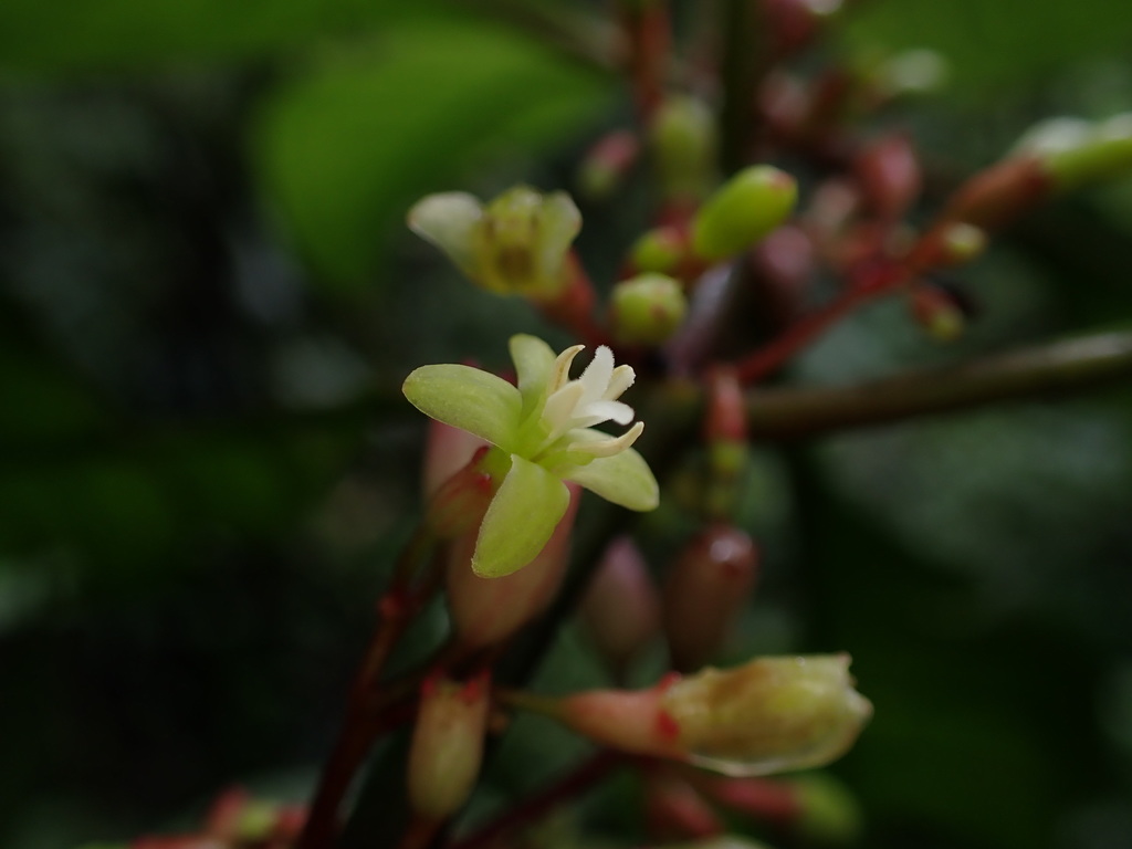 Hoffmannia obovata
