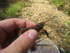 Faxonius yanahlindus