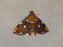 Eulepidotis guttata