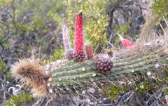 Cleistocactus smaragdiflorus