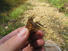 Faxonius yanahlindus