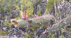 Cleistocactus smaragdiflorus
