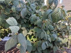 Viburnum carlcephalum