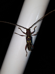 Ambonus distinctus