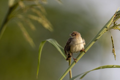 Cisticola erythrops
