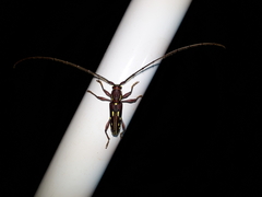 Ambonus distinctus