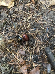 Pleocoma dubitabilis