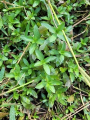 Ludwigia repens