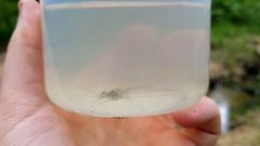 Eumalacostraca