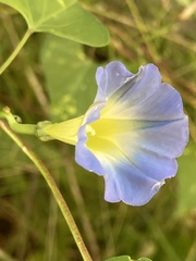 Ipomoea cardiophylla