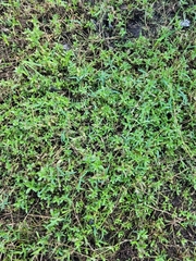 Ludwigia repens