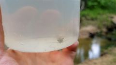 Eumalacostraca