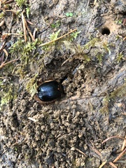 Pleocoma dubitabilis