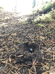 Pleocoma dubitabilis