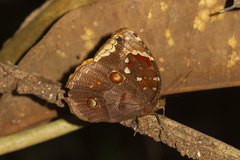 Opoptera aorsa