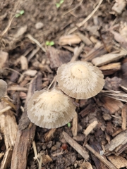 Basidiomycota