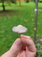 Basidiomycota
