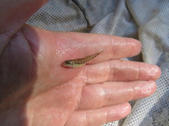 Etheostoma duryi