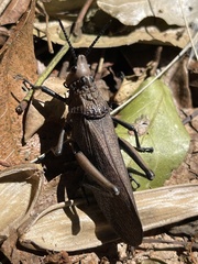 Dictyophorus griseus
