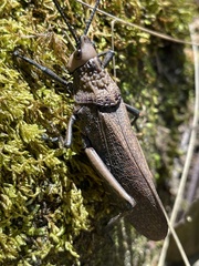 Dictyophorus griseus