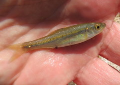 Clinostomus funduloides