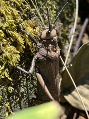 Dictyophorus griseus