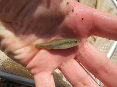 Clinostomus funduloides