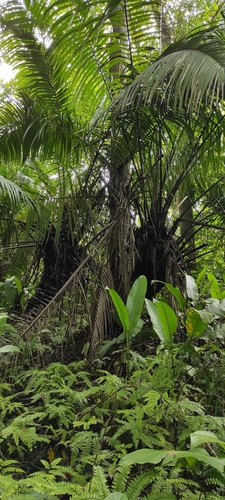 Image of Elaeis oleifera by (c) Kelly_Ortega_Agamez, some rights reserved (CC BY)