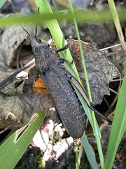 Dictyophorus griseus