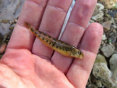 Etheostoma duryi