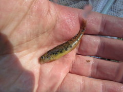 Etheostoma duryi